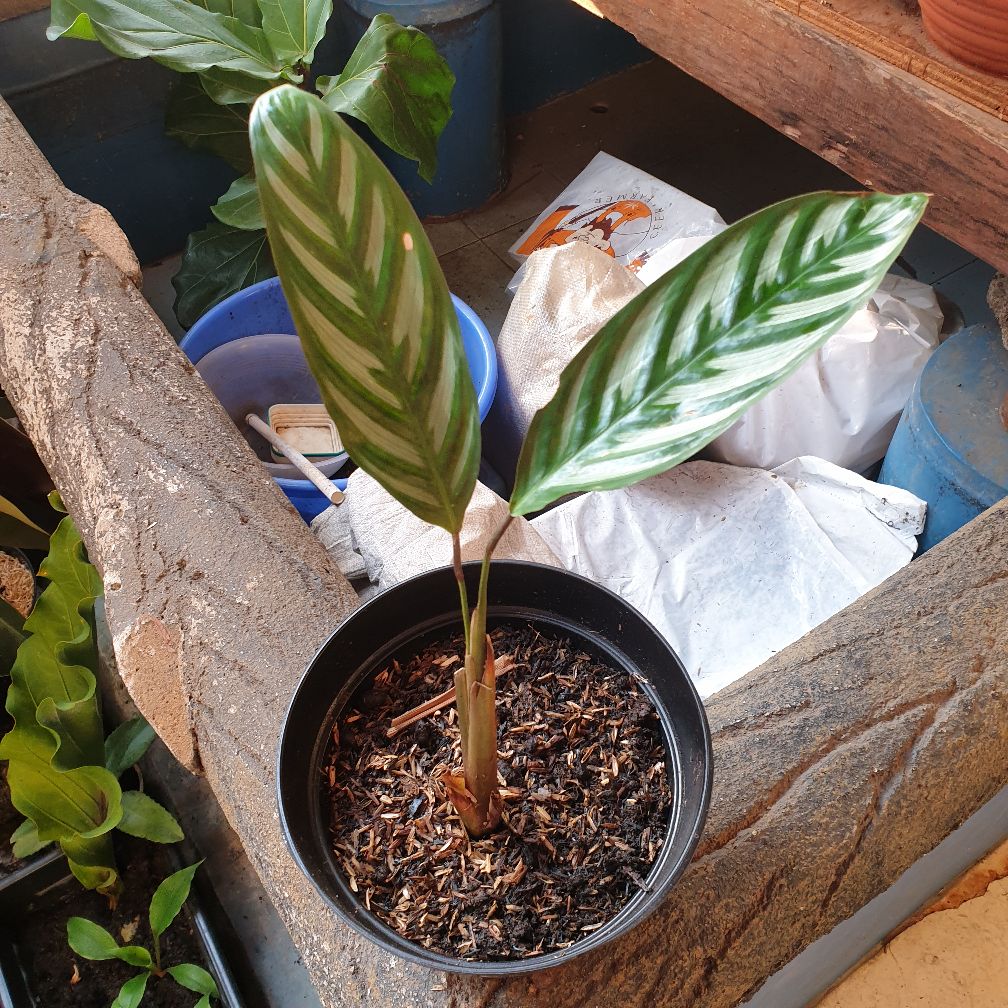 Tanaman Hias Calathea Sentosa