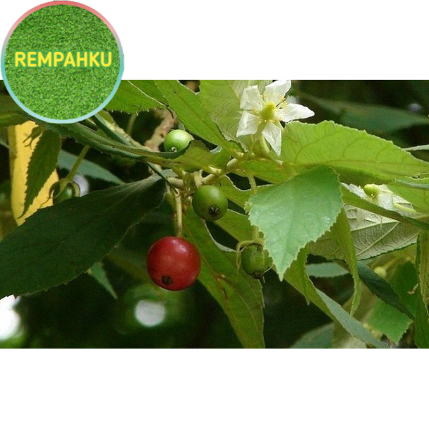 

DAUN TALOK KERSEN BUBUK 1 KG - Muntingia Calabura - MURNI - JSR