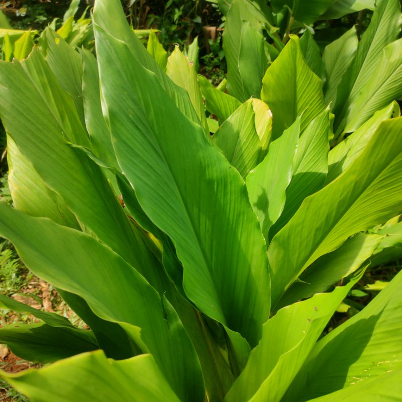 

daun kunyit bumbu masakan