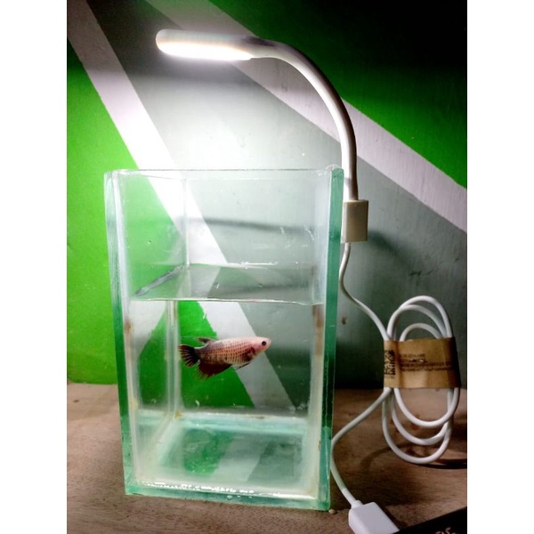 lampu ikan cupang