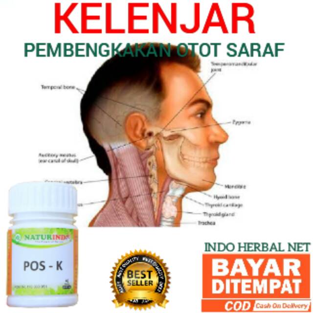 Obat Herbal kelenjar naturindo kelenjar otot saraf bengkak benjolan