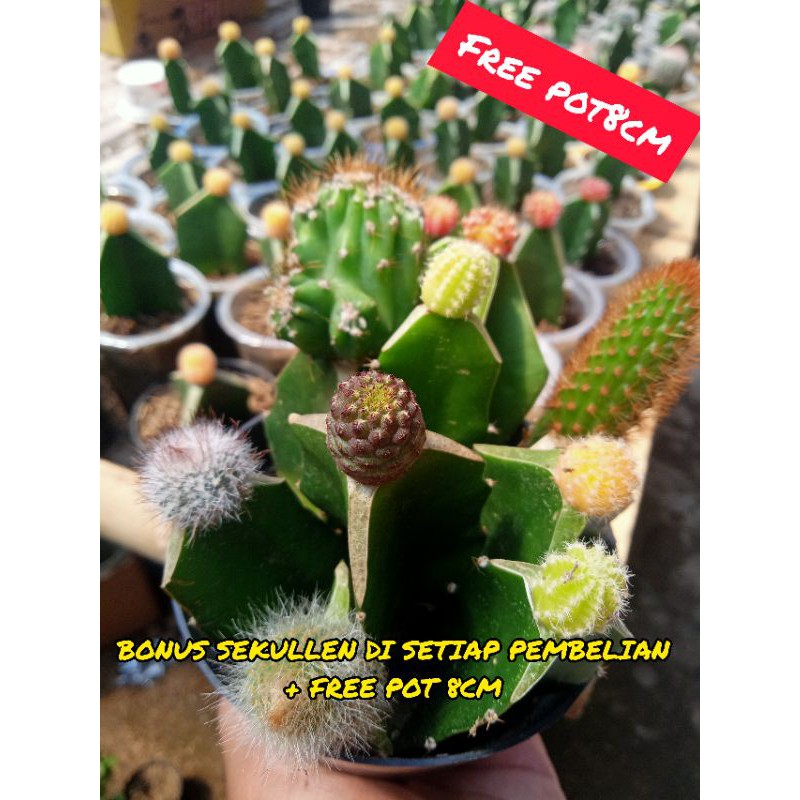 Paket kaktus mini 10pcs dan 10jenis berbeda+ freepot