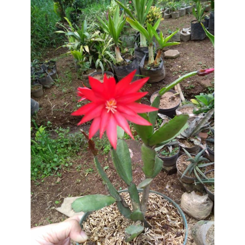 vijaya kusuma kepiting bunga merah/pink/ungu
