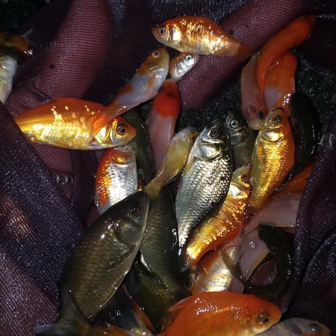 Dijual Pakan Predator Anak Ikan Mas Ikan Mas Terjarmin