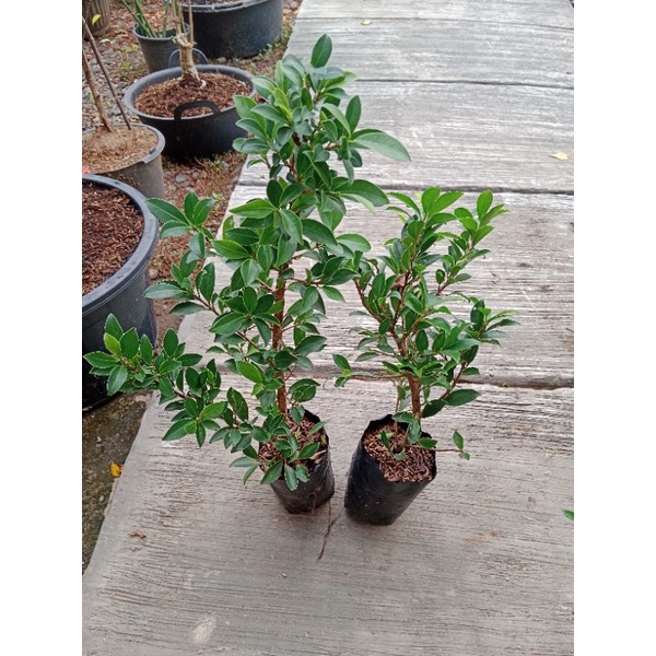 Bibit Beringin Elegan Ori