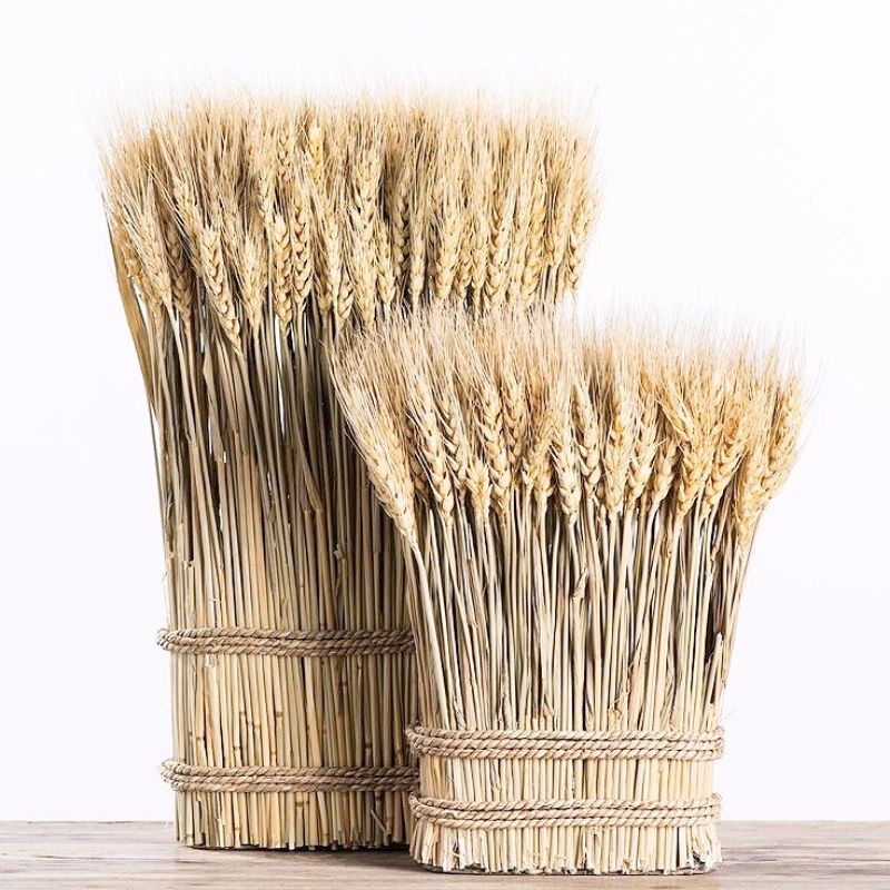 Dried Gandum Bunga Kering Dekorasi Aesthetic