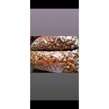 

MAKARONI BANTAT MAMA FATIH PEDAS ORIGINAL & PEDAS DAUN JERUK