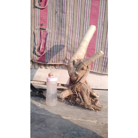 DONGKELAN BONSAI LOA JUMBO.STOK CUMA 1