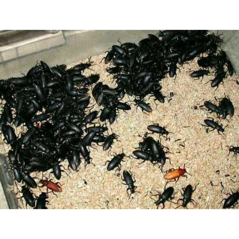 KUMBANG KEPIK ULAT JERMAN HIDUP KUALITAS EKSPORT