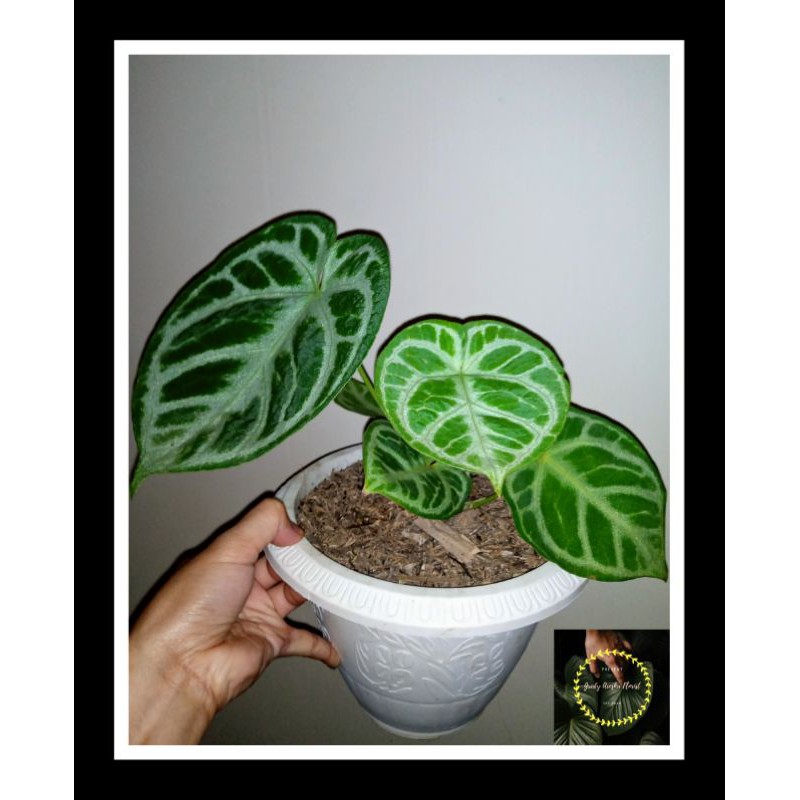 Kuping Gajah Dorayaki / Silver Blush / Silver Hope Besar Realpict Murah