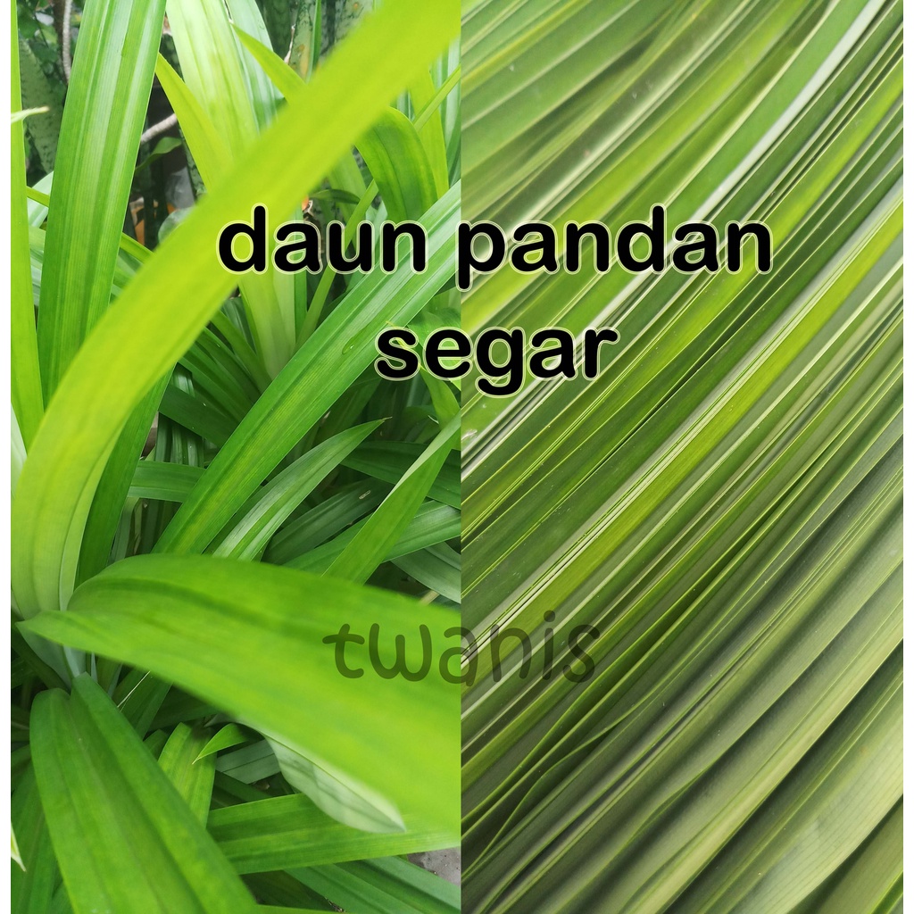 

ECERAN DAUN PANDAN SEGAR LANGSUNG PETIK SAAT ADA PESANAN KHUSUS JOGJA