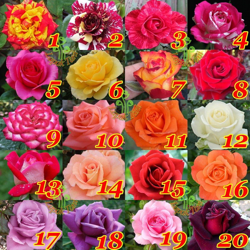 Bunga Mawar (Hidup berakar berbunga)