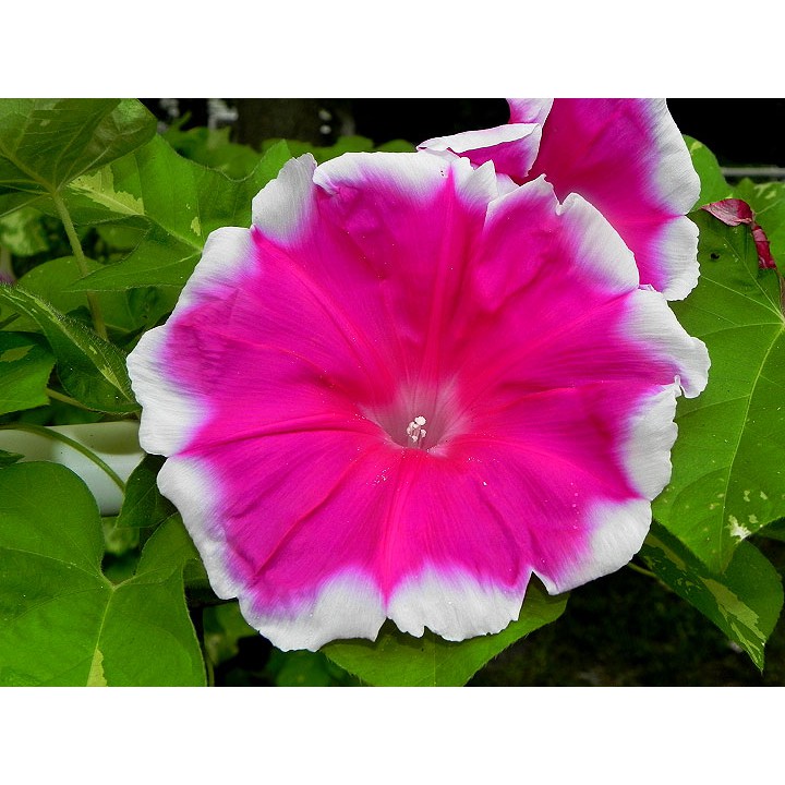 Benih Bibit Biji - Bunga Japanese Morning Glory Xiong's Red Crown (Ipomoea Nil) Flower Seeds