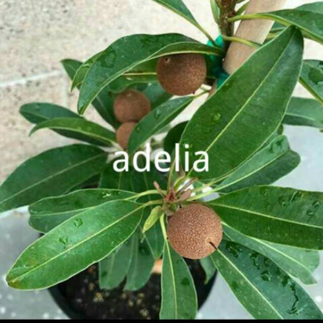 BIBIT SAWO MADU BERBUAH