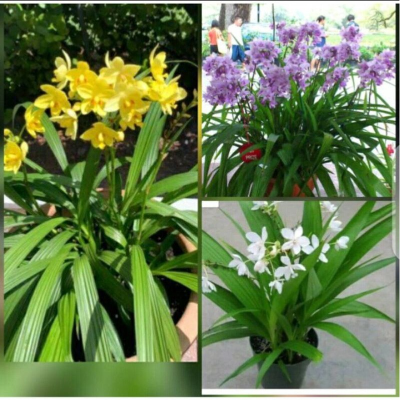 Tanaman hias anggrek tanah paket 3 - bunga anggrek tanah