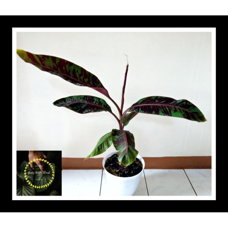 Pisang Varigata banana blood Murah Realpict