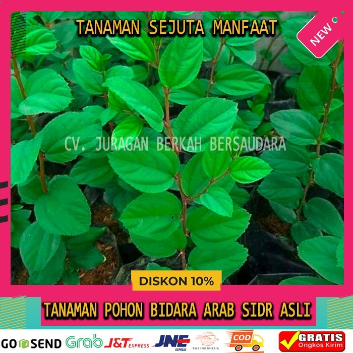 DAUN BIDARA ARAB SIDR ASLI ORIGINAL TANAMAN HERBAL HIAS POHON RUQYAH