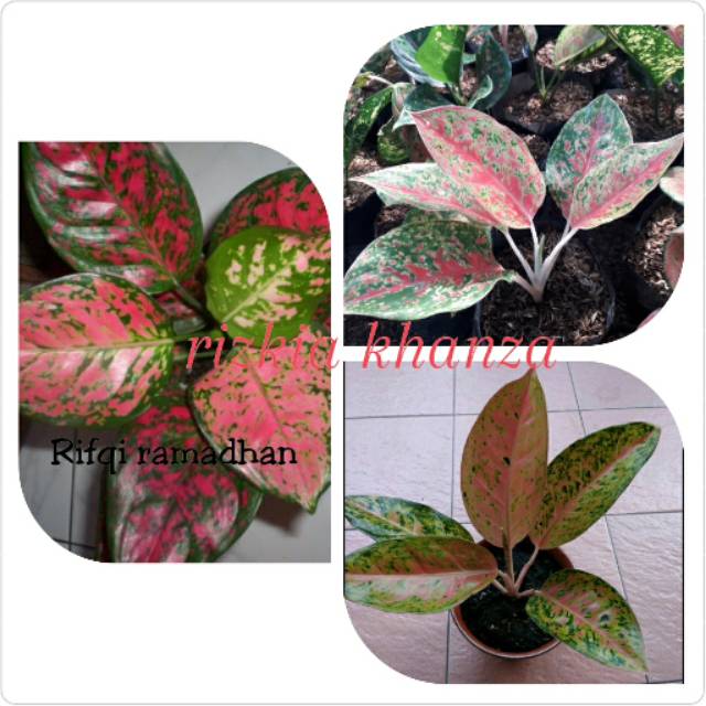 Bibit bunga aglonema 3 jenis