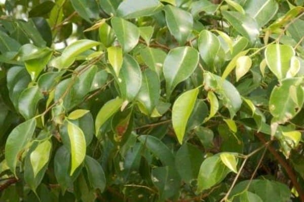 

Promo Daun Beringin Segar 1 Kg