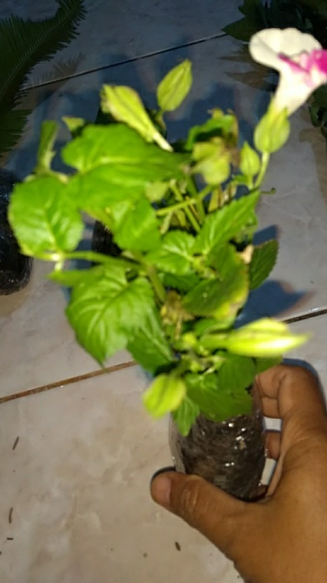 Tanaman Hias Torenia Pink