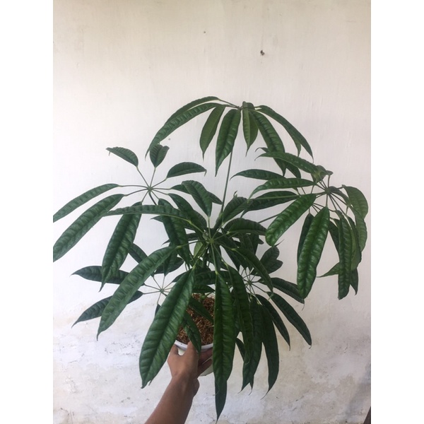 schefflera Albdiobracteata ( tanaman walisongo pete)
