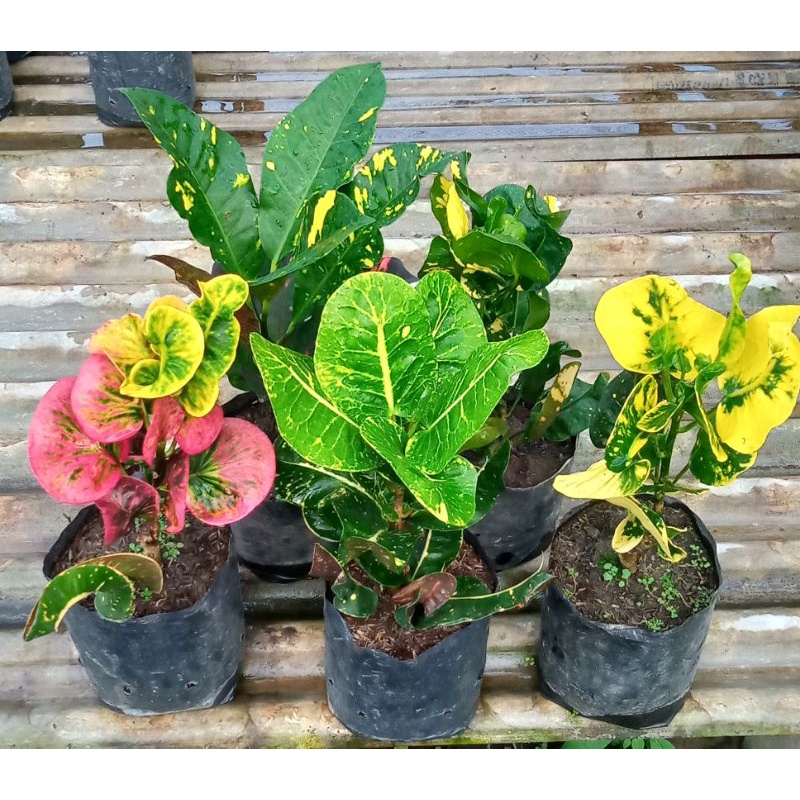 Paket Puring 5 Jenis Puring apel rehana ,puring apel sritanjung ,puring apel rehana kuning ,puring a