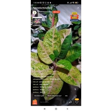 Aglonema Bigroy Mutasi