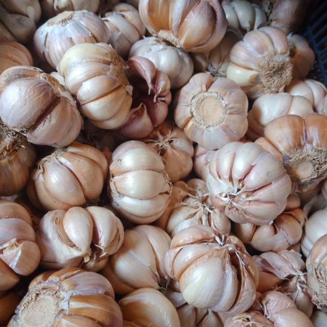 

Bawang Putih Biasa bukan katiing