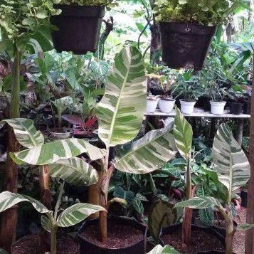 pohon pisang musa varigata asli (berbuah) tinggi 1meter