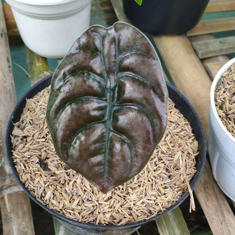 Alokasia cuprea/keladi tengkorak