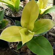 Tanaman Hias Philodendron lemon/ philo lemon/ philo moonlight