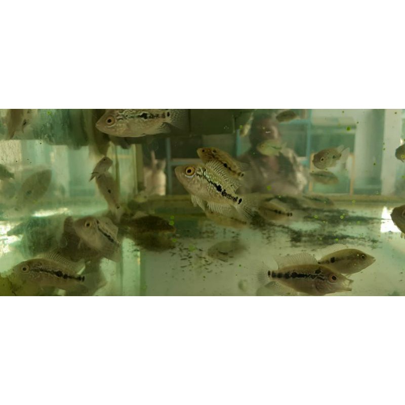 Burayak ikan louhan kamfa F2