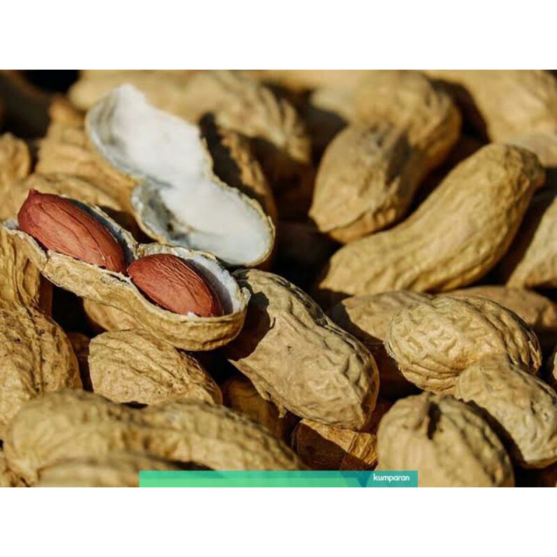 

kacang tahan