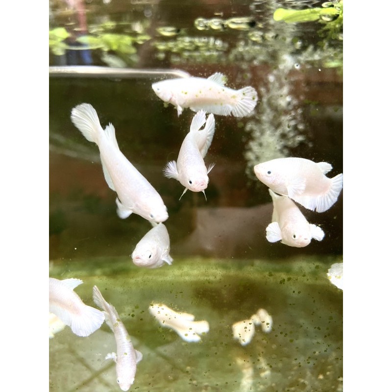 Cupang White Platinum WP Plakat Betina [Siap Breed]