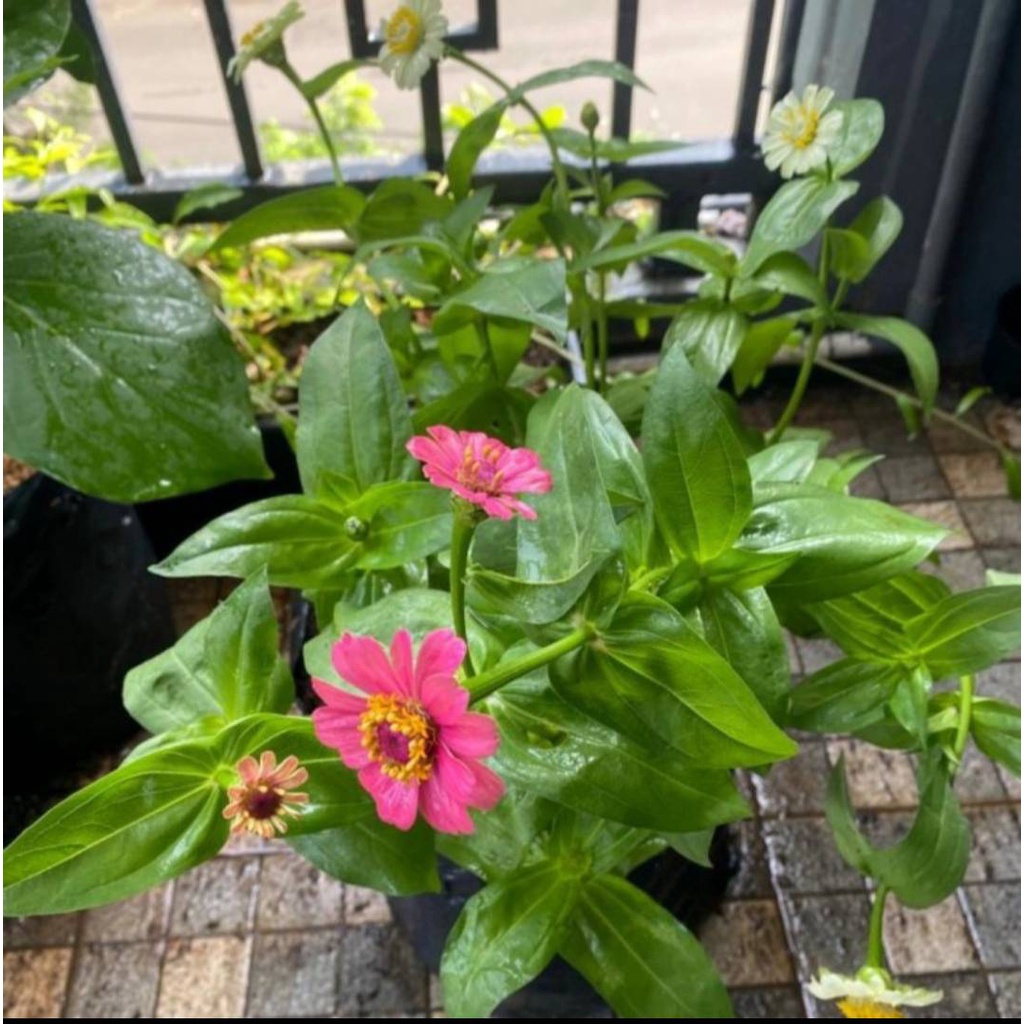 Tanaman hias kembang kertas // bunga zinnia // bunga kertas