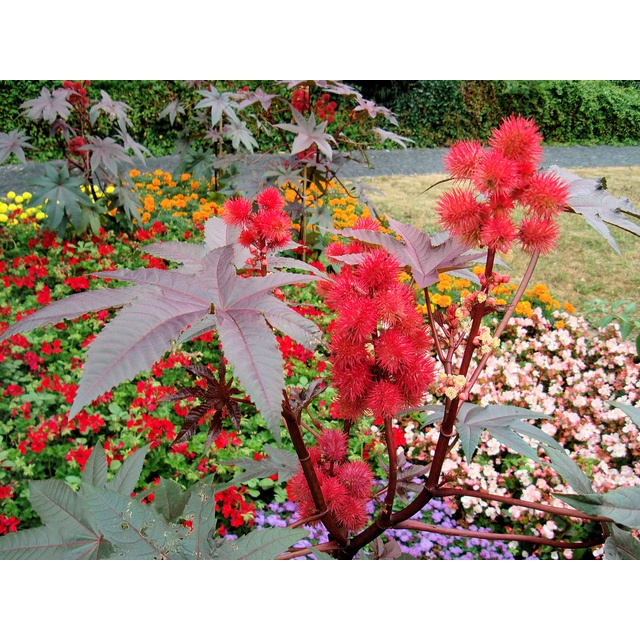 Benih Bibit Biji - Castor Oil Plant / Red Gibsonii Impala Red / Tanaman Jarak Merah (Ricinus communis) Seeds - IMPORT