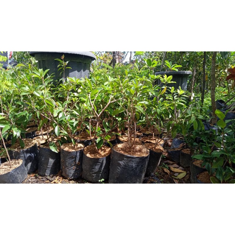 bibit tanaman buah sawo manila jumbo