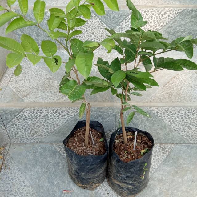 kelengkeng aroma durian