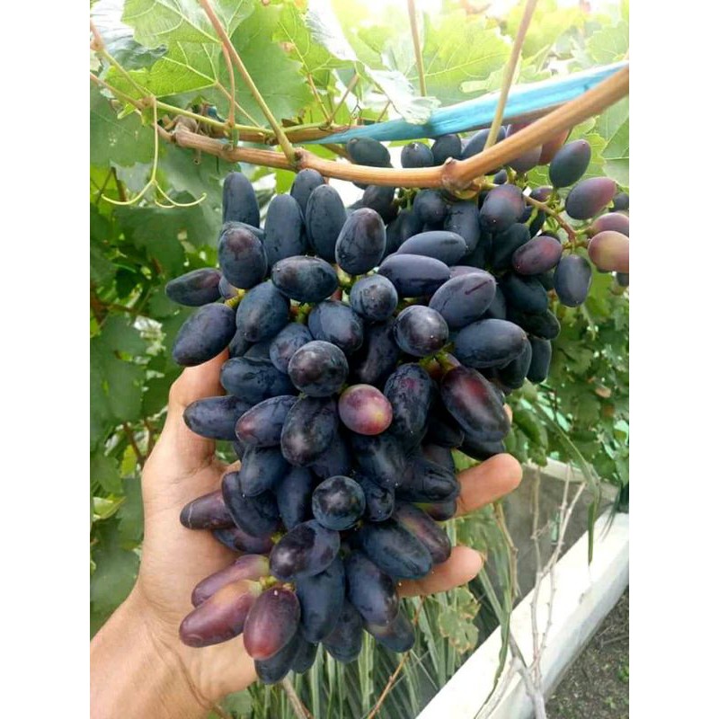 

anggur import jenis joy sedlees valid