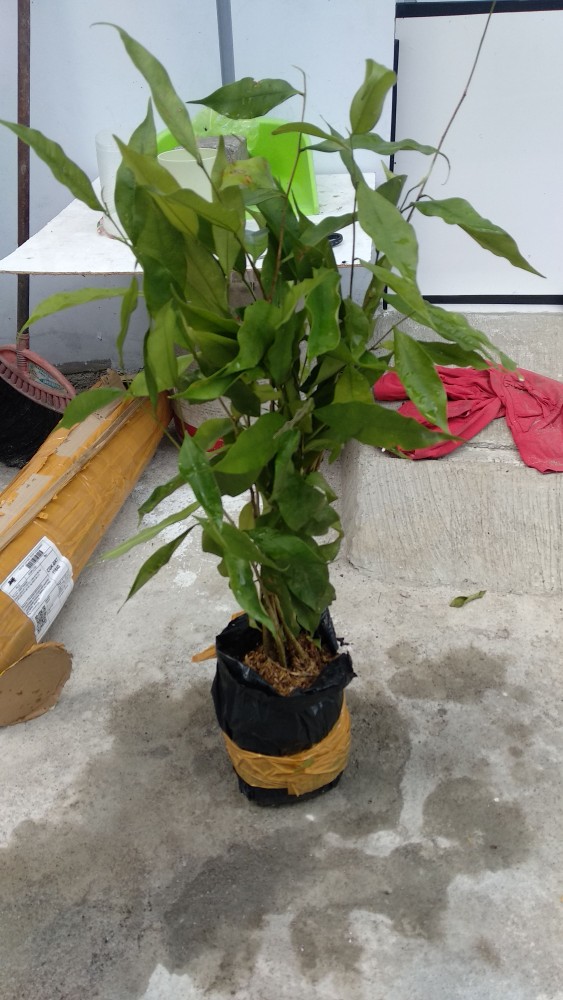 Bibit Gaharu Cabutan Jenis Malaccensis