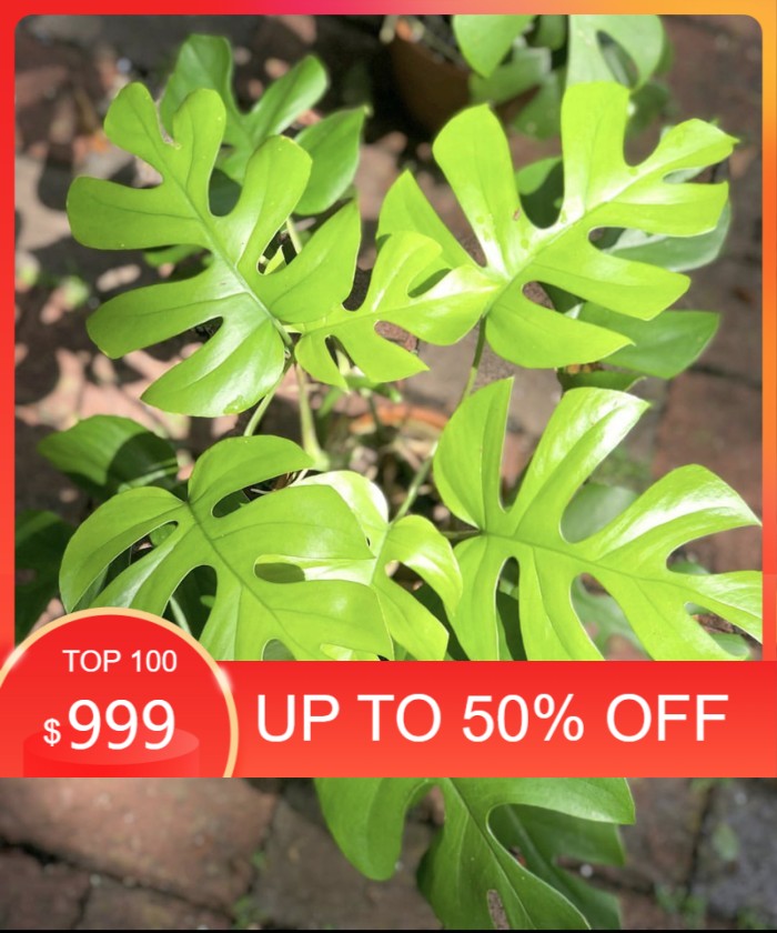 monstera rhapidopora tetrasperma-rhapidopora tetrasperma