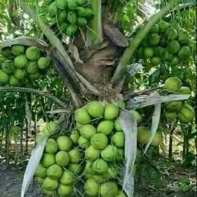 Kelapa genjah entok super