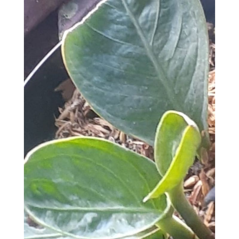 jemani mangkok lemon varigata