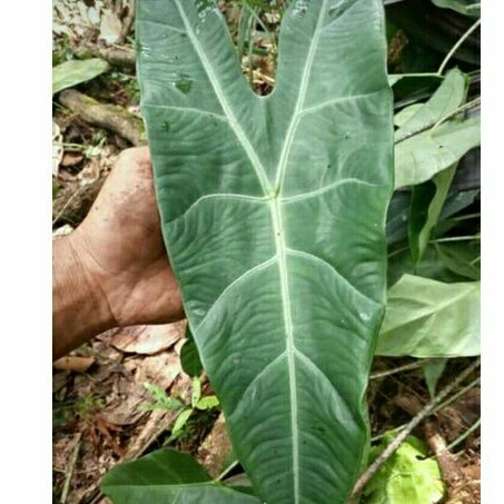 alocasia longiloba