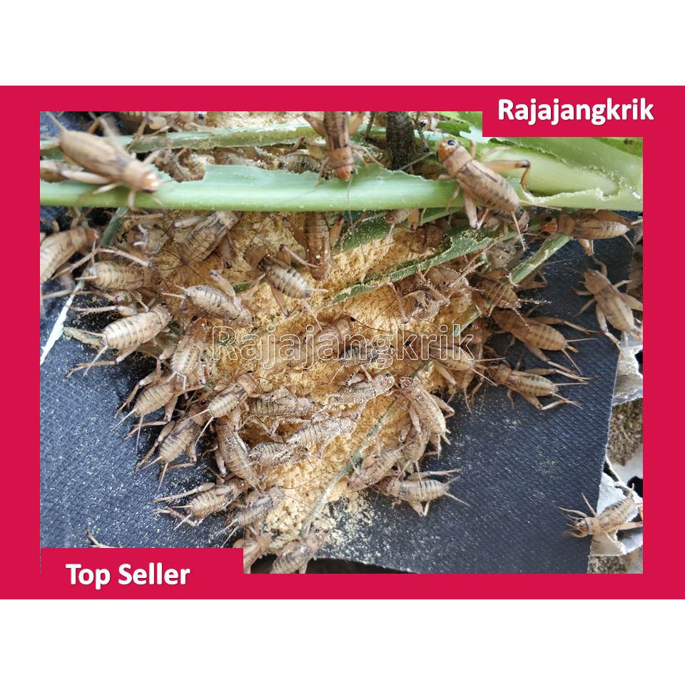 TELUR JANGKRIK KUNING MADU KARET 500gr