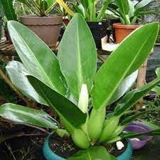 tanaman pilo katak L(besar)