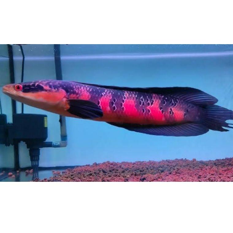 Channa Red Barito 3-4cm Grade A RWMIN7466