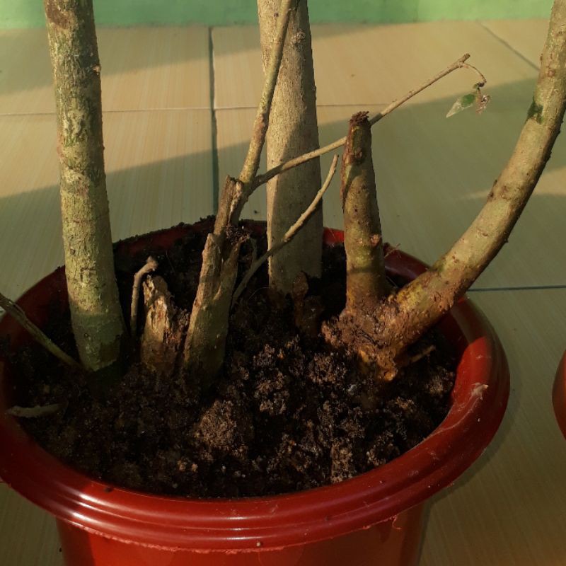 Bonsai pohon serut, Bahan serut dongkelan