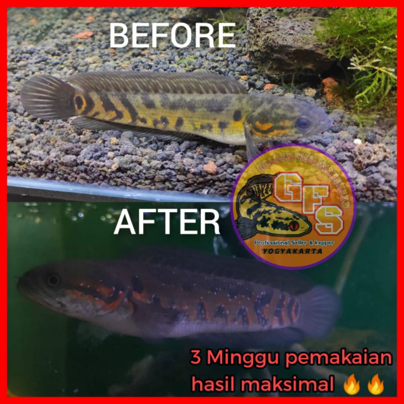 PELET CHANNA GFS PROGRES BLUE,RED,YELLOW