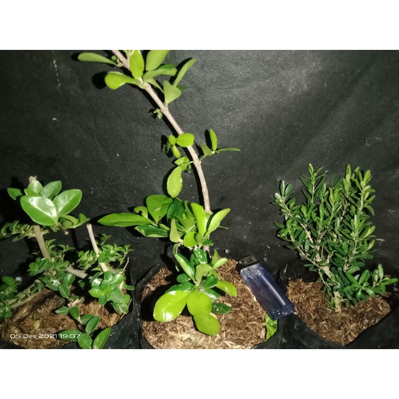 paket 3 bahan bonsai. sancang. sianci. boxus